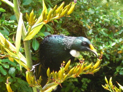 tui